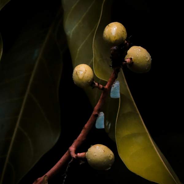 잘 익은 달콤함의 비밀! 망고 숙성 완벽 가이드